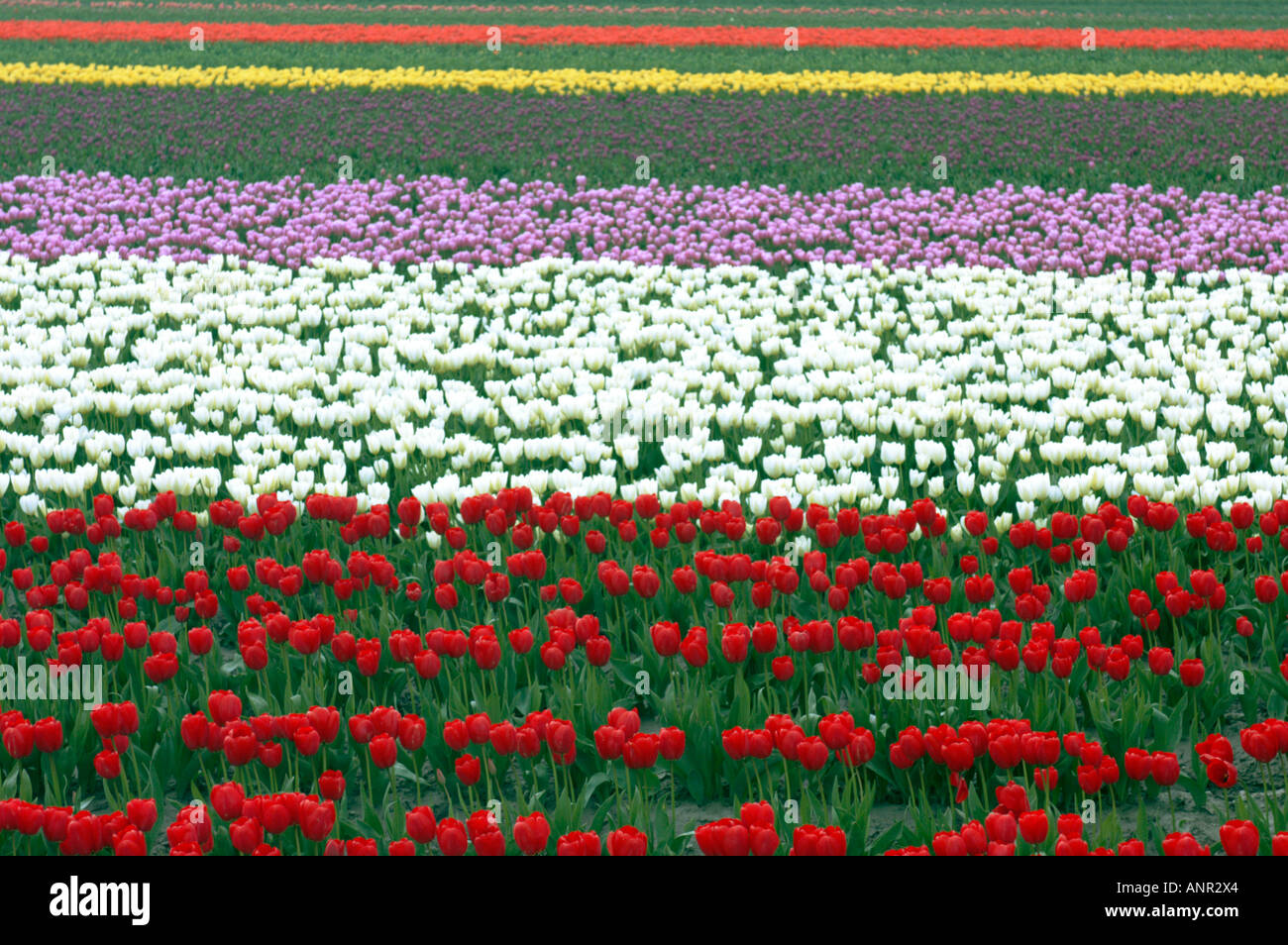 Washington Skagit Valley Colorful rows of tulips blooming during the