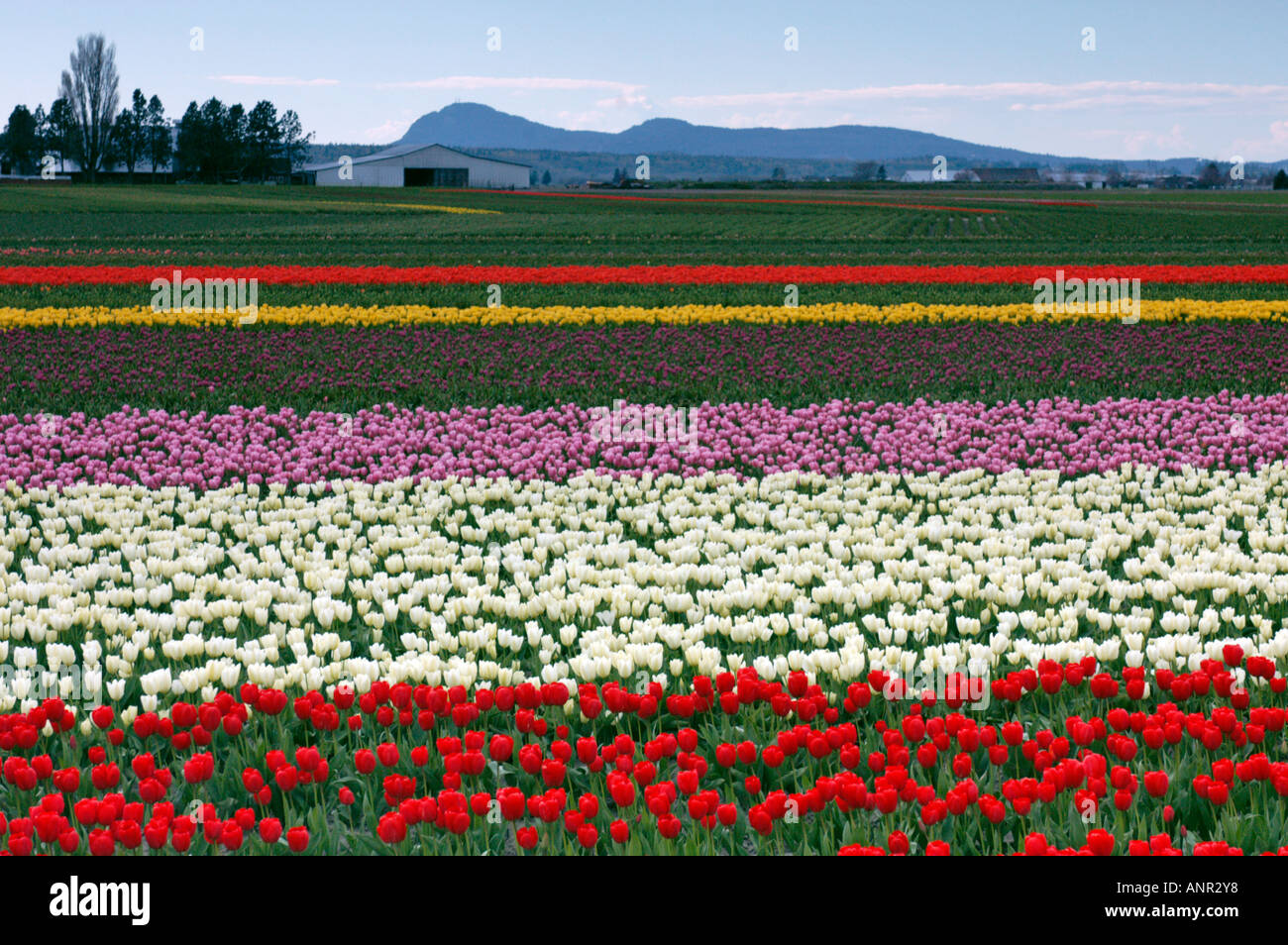 Washington Skagit Valley Colorful rows of tulips blooming during the