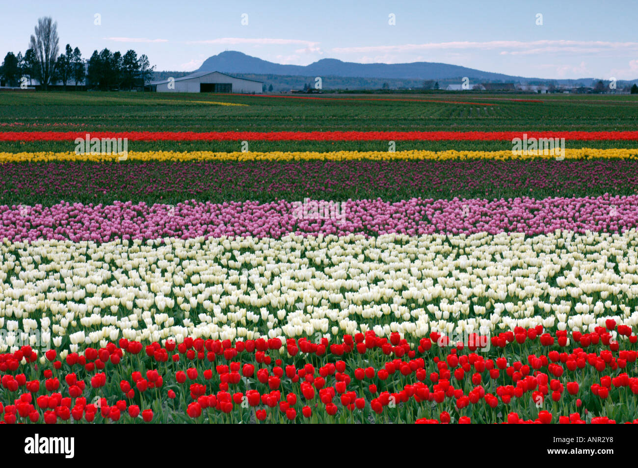 Washington Skagit Valley Colorful rows of tulips blooming during the Tulip Festival along the Chuckanut scenic highway Stock Photo