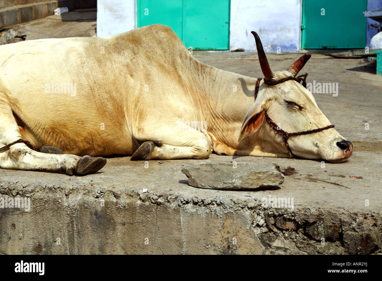 Sleeping cow in the street in India Stock Photo Alamy