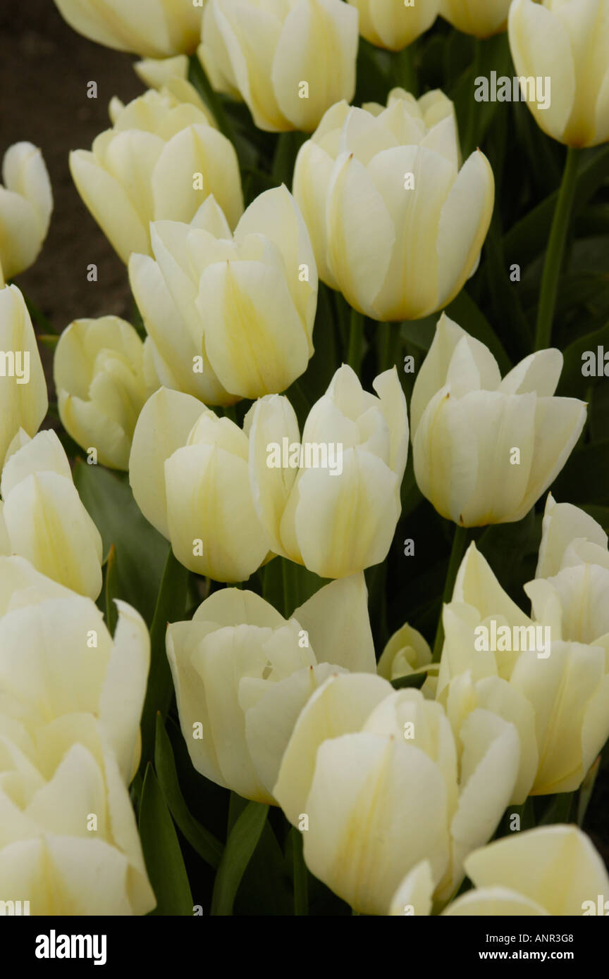 Washington Skagit Valley White tulips in bloom during the Tulip Festival along the Chuckanut scenic highway Stock Photo