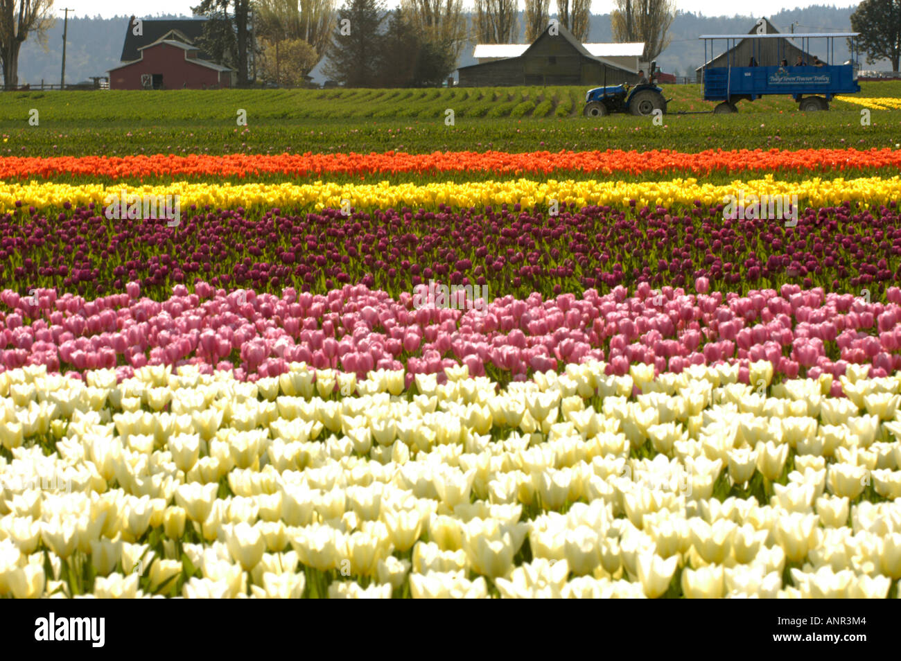Washington Skagit Valley Colorful rows of tulips in bloom during the Tulip Festival along the Chuckanut scenic highway Stock Photo