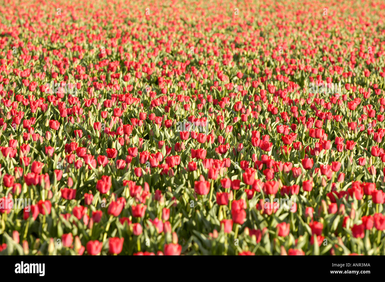 Washington Skagit Valley Field of red tulips in bloom during the Tulip Festival along the Chuckanut scenic highway Stock Photo