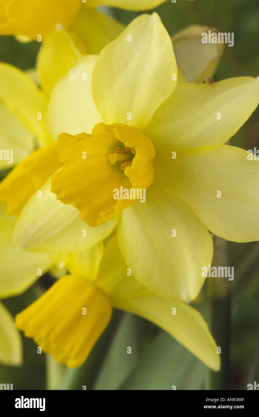 Narcissus 'Eaton Song' AGM Division 12 Miscellaneous. Close up of yellow daffodil. Stock Photo