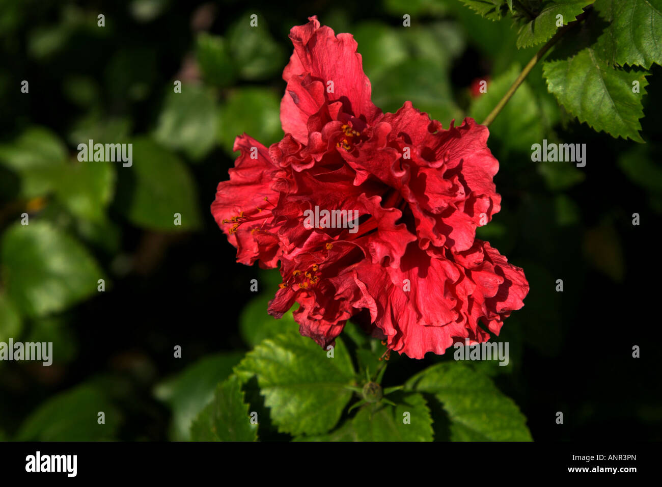 Hibiscus flower in bloom Stock Photo - Alamy