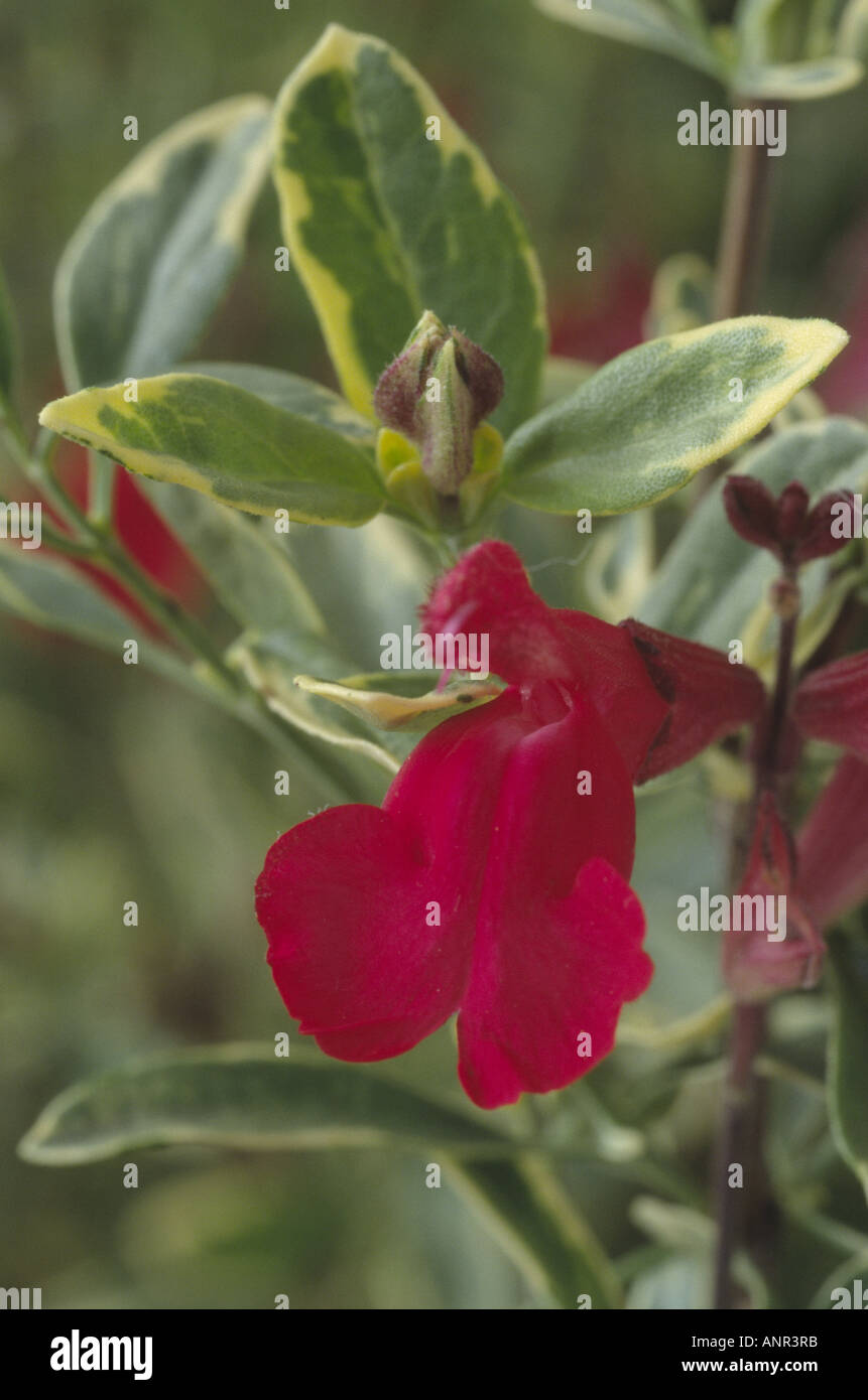 Salvia 'Caramba' (Sage) Close up of red flower in front of green leaves with creamy yellow variegation. Stock Photo