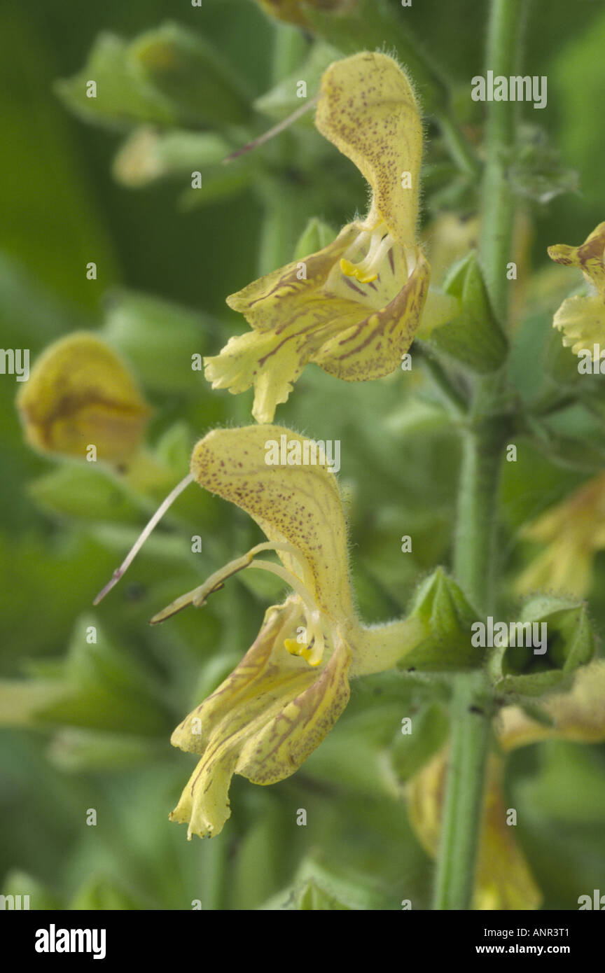 Salvia glutinosa. (Jupiter's distaff, Sage) Close up of two yellow flowers with reddish brown markings. Stock Photo