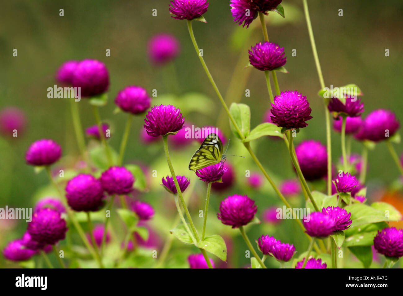 Gomphrena flowers in bloom Stock Photo Alamy