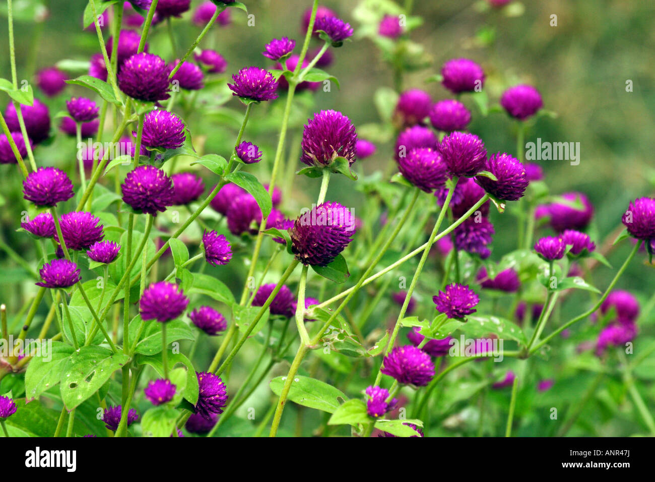Gomphrena flowers in bloom Stock Photo