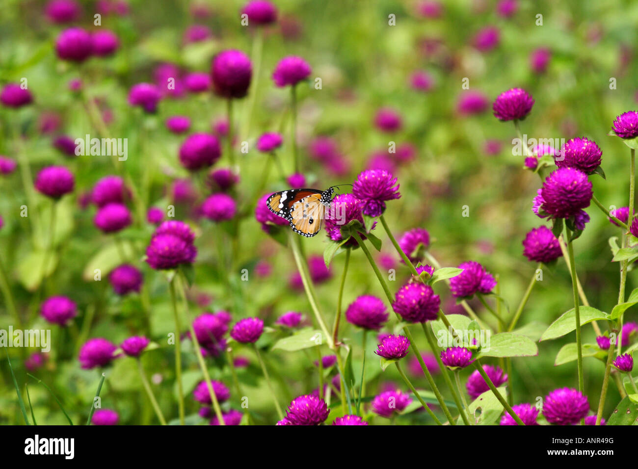 Beautiful butterfly within blooming Gomphrena flowers Stock Photo
