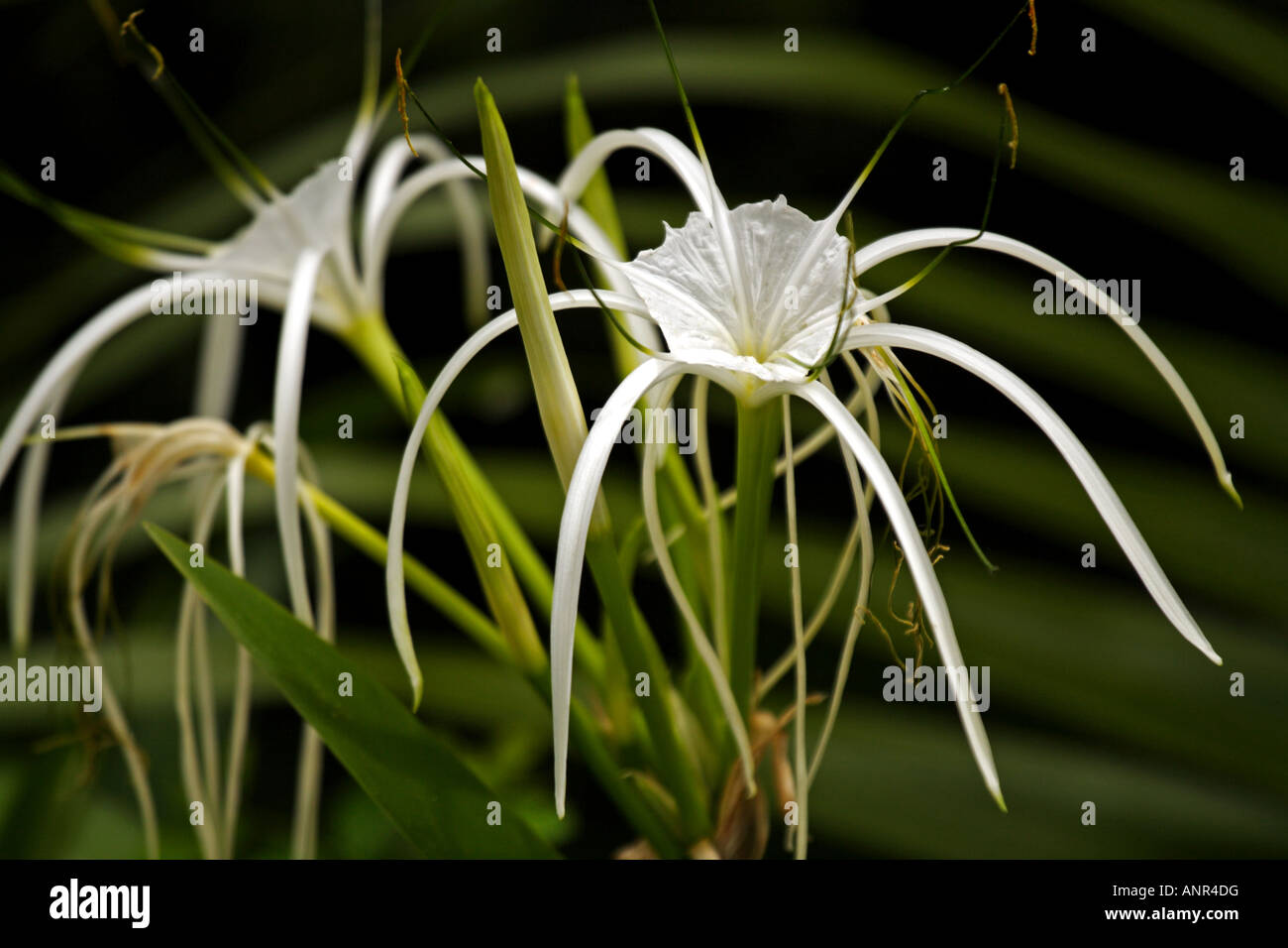 Hymenocallis flower in bloom Stock Photo
