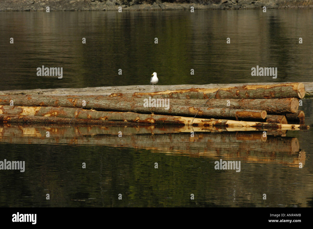 Washington San Juan Islands Logs floating in the sea near Lummi Island Stock Photo