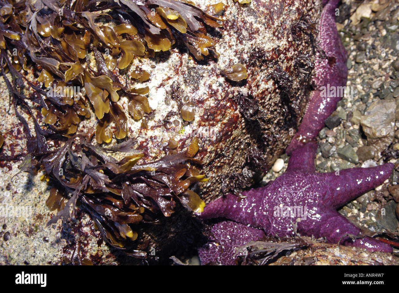 Washington San Juan Islands Purple starfish on the shore at Lummi Island Stock Photo