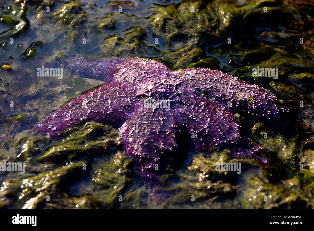 Washington San Juan Islands Purple starfish on the shore at Lummi Island Stock Photo