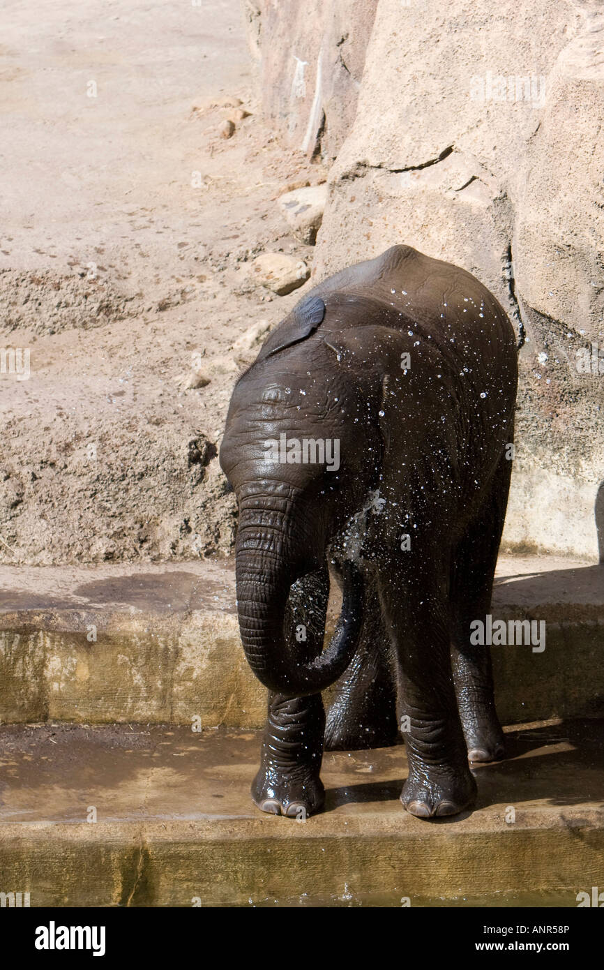 African Elephant Baby at the Lowry Park Zoo in Tampa Florida USA U S Fl