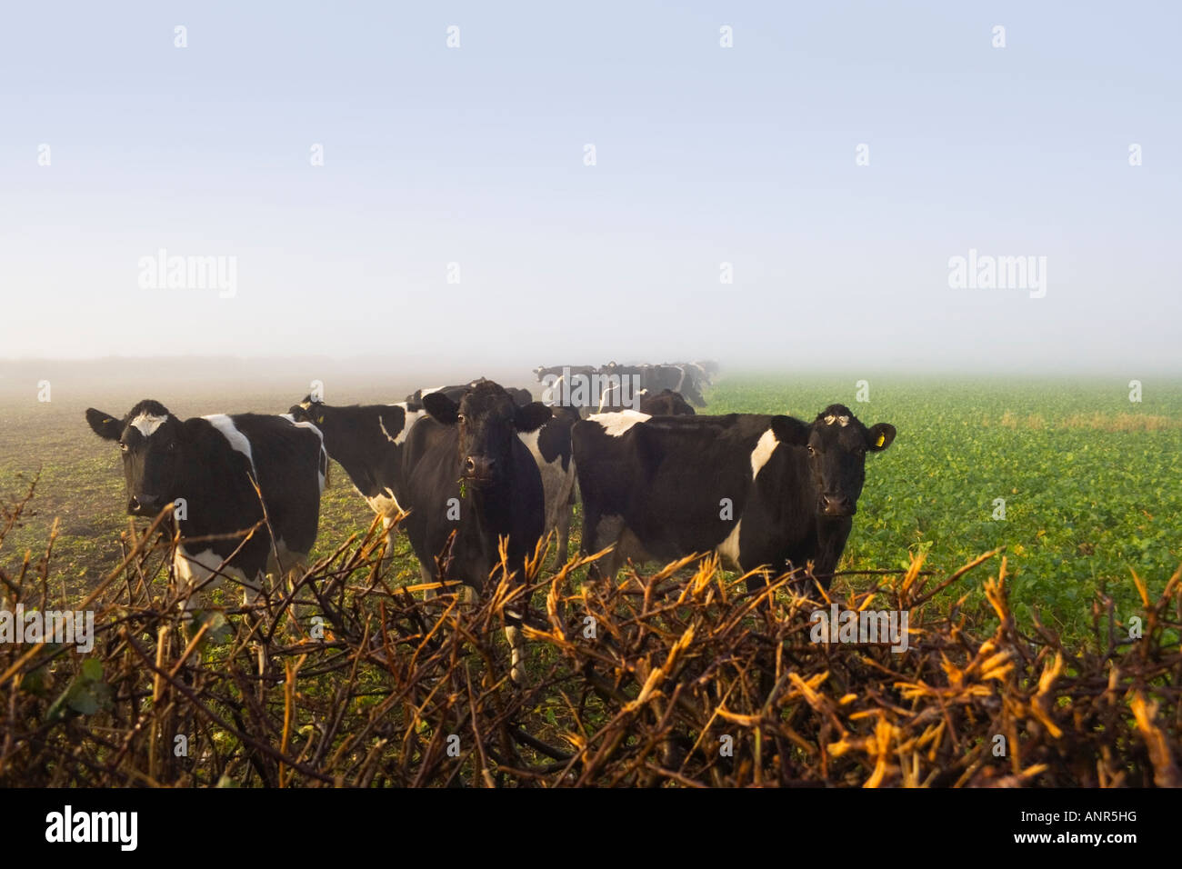 Friesian Dairy Cows In Fog Looking Over The Hedge Dorset Uk Cow Humour Quirky And Humorous Expressions Stock Photo Alamy