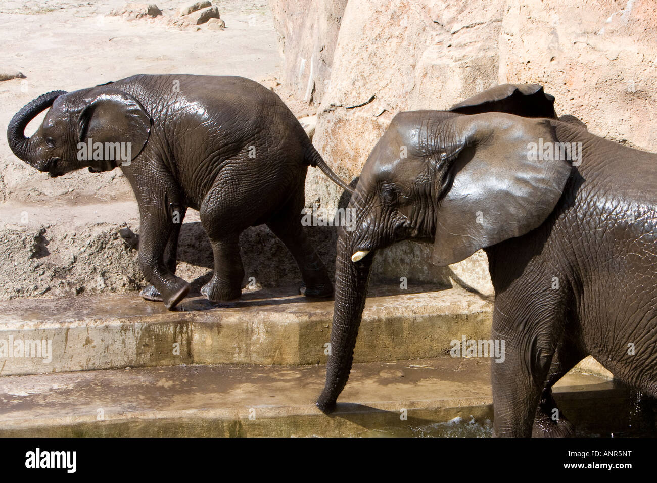 African Elephant Mother and Baby at the Lowry Park Zoo in Tampa Florida