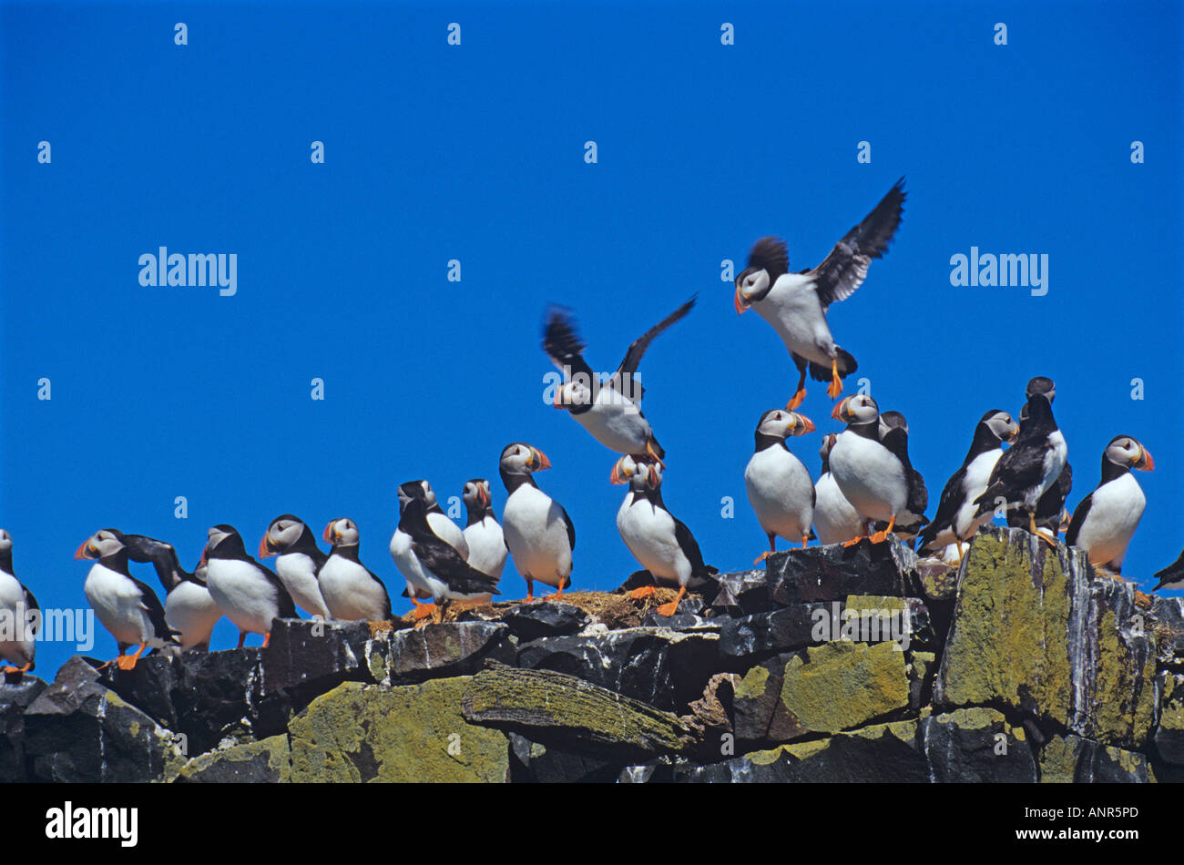 Puffins on Staple Island. Part of the Farnes Group off the coast of Northumberland England UK Stock Photo