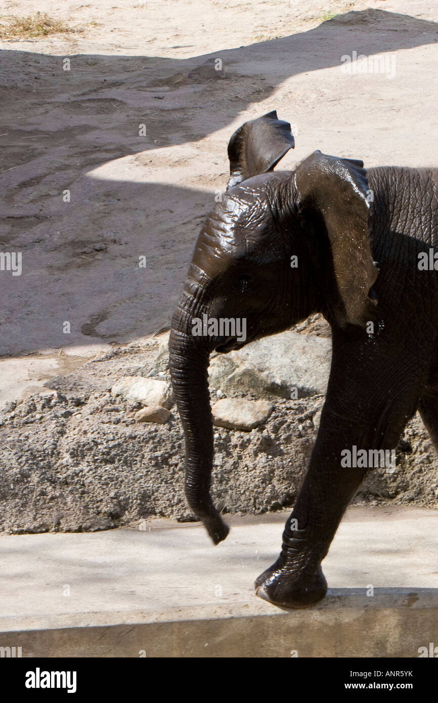 Baby African Elephant at the Lowry Park Zoo in Tampa Florida USA U S Fl