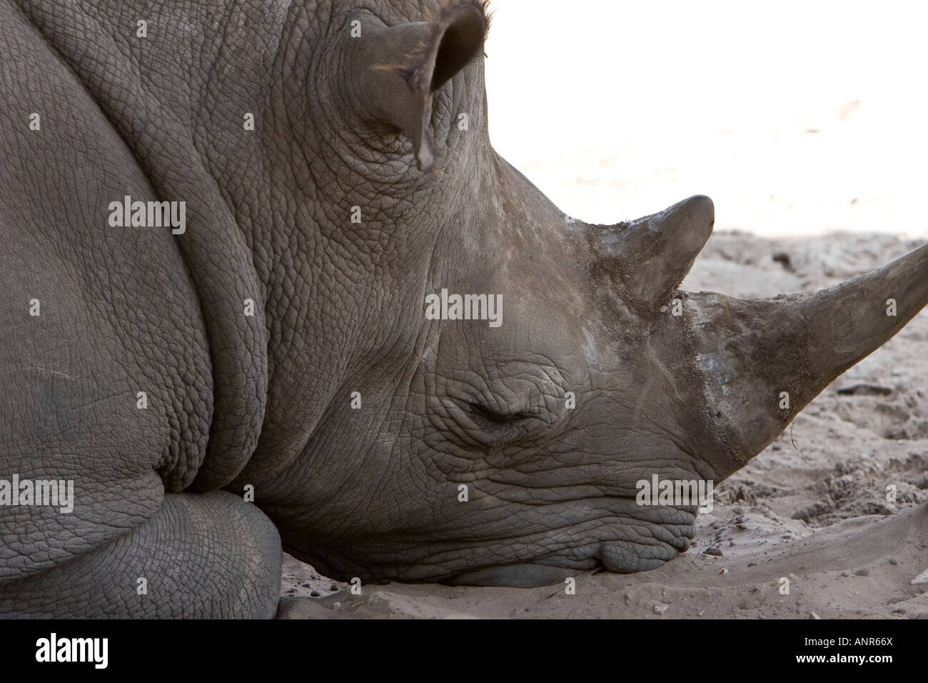 Head of a Resting Endangered Rhinoceros Stock Photo