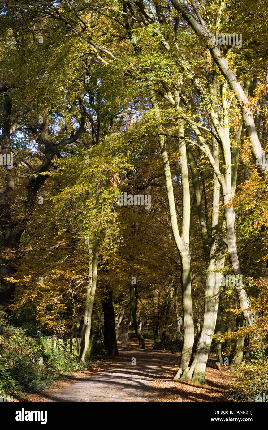 Highgate Wood in London Stock Photo Alamy