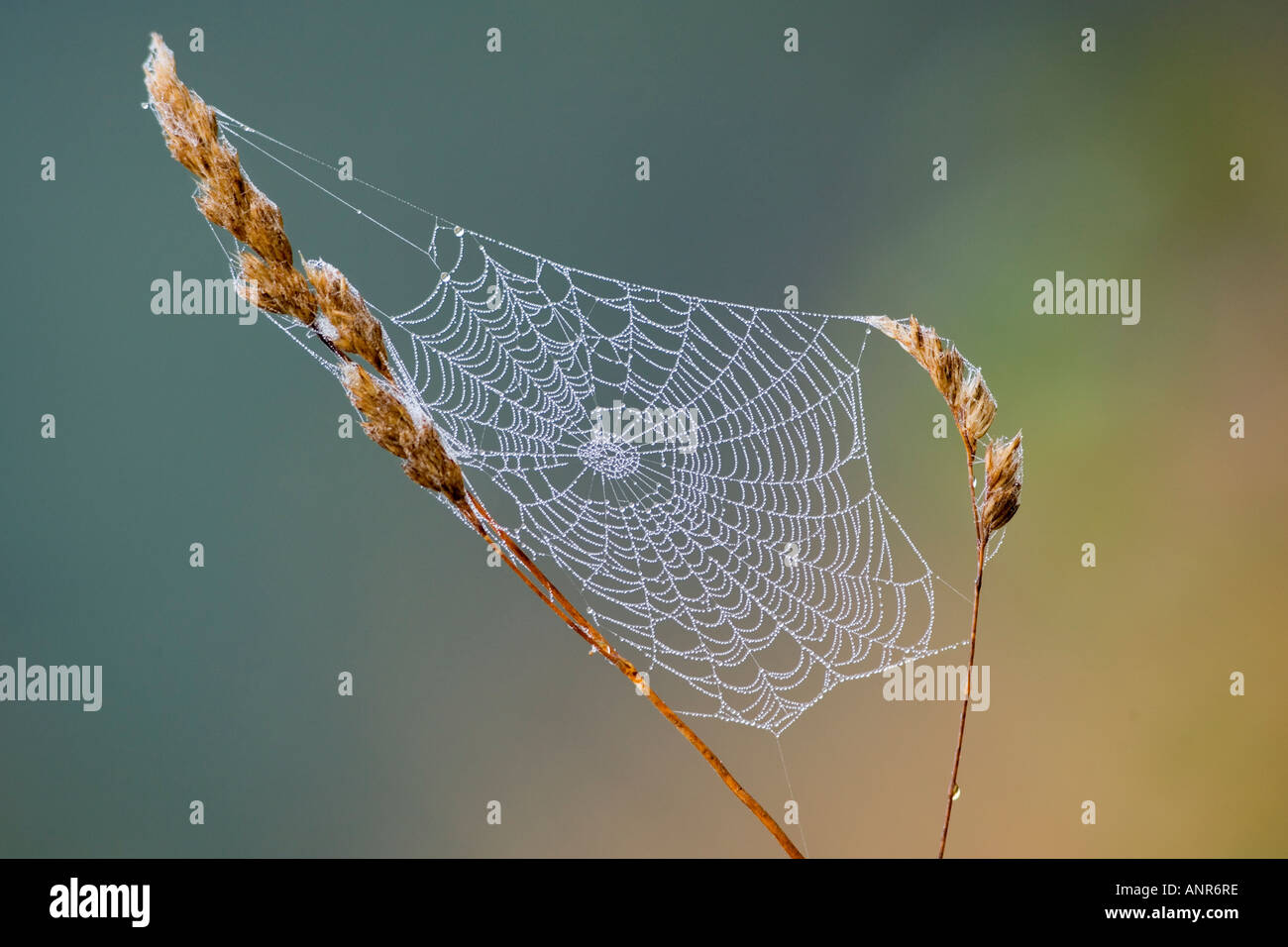 Spiders web on grass stems with early morning dew with nice out of focus background Potton Bedfordshire Stock Photo