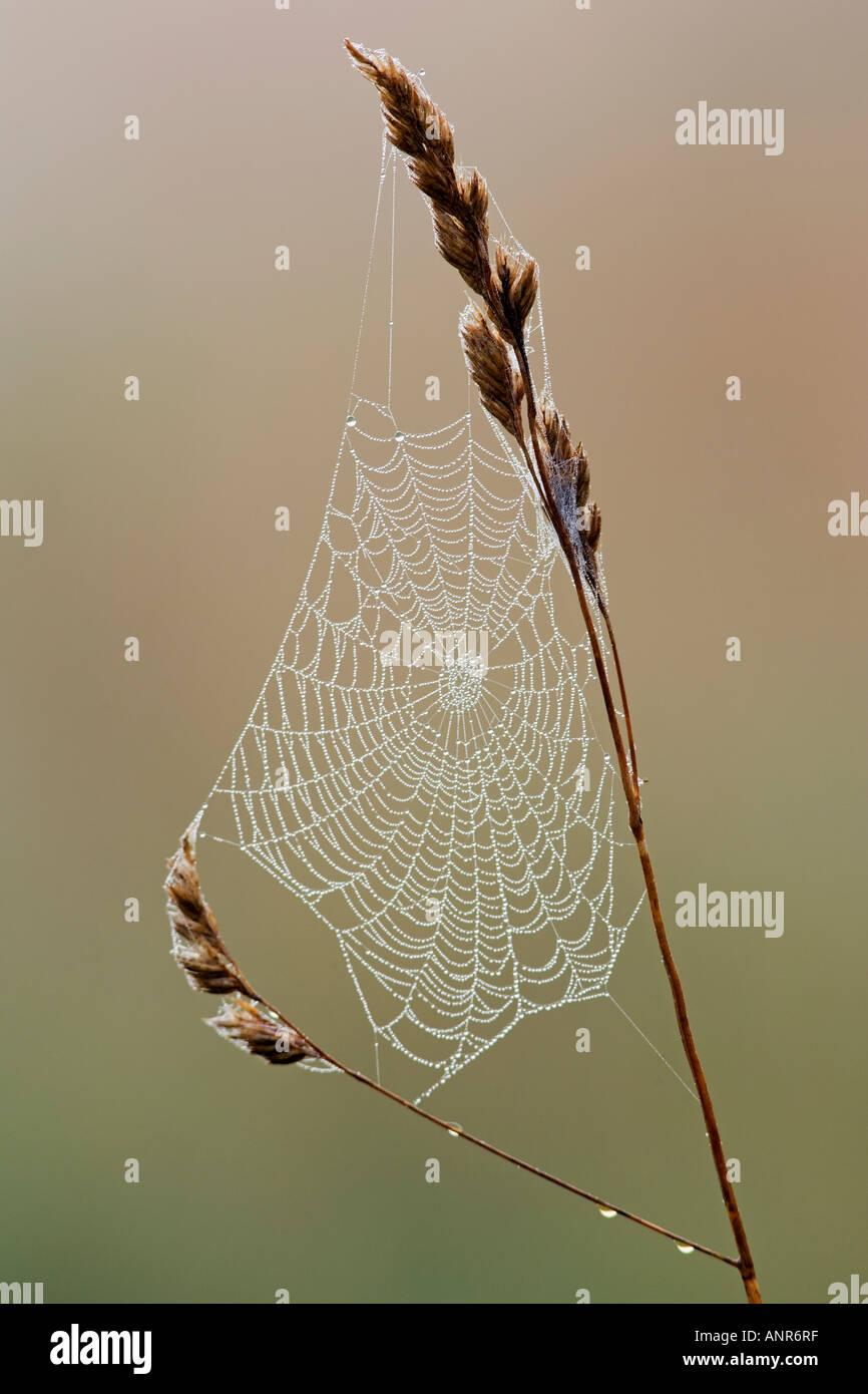 Spiders web on grass stems with early morning dew with nice out of focus background Potton Bedfordshire Stock Photo