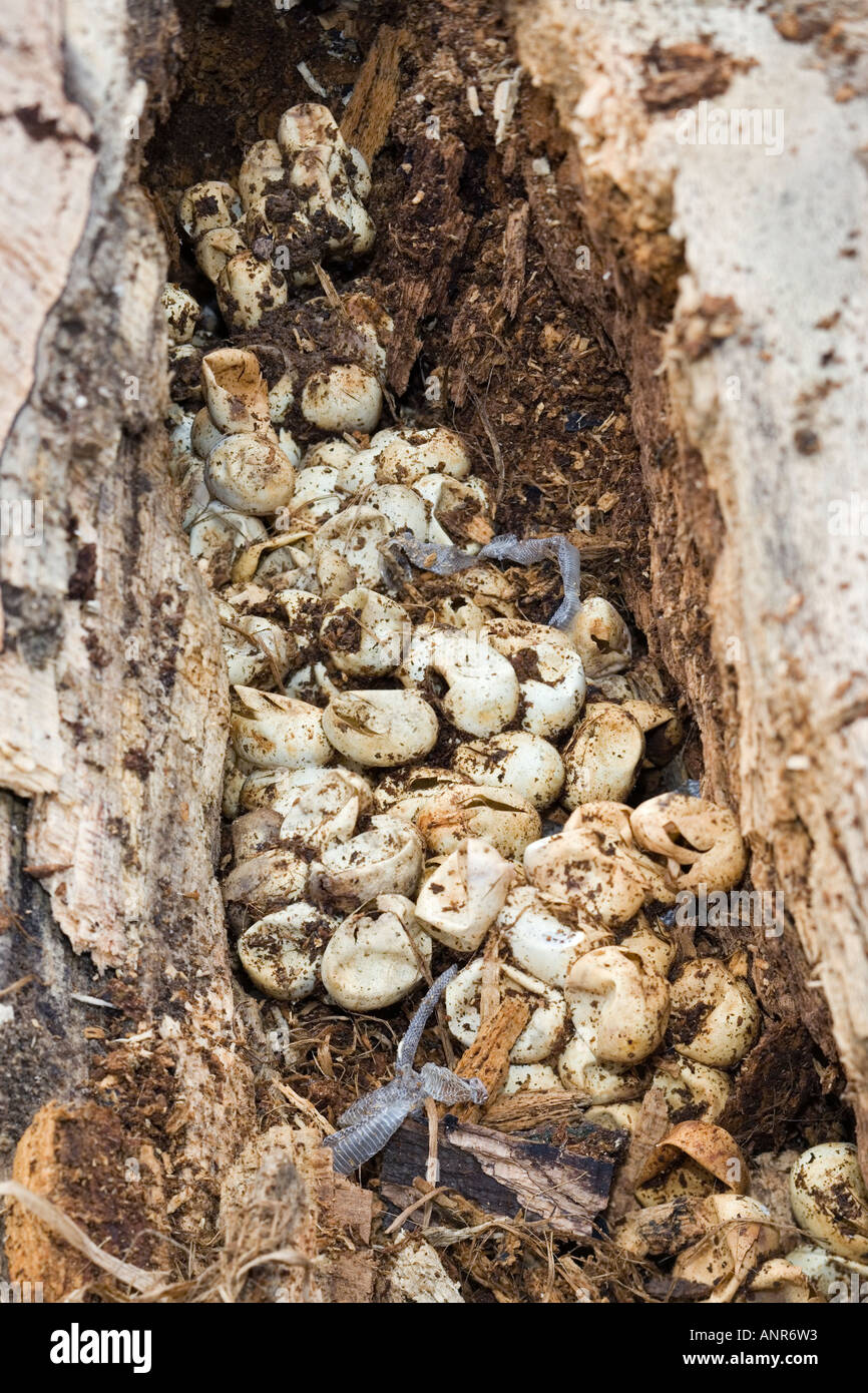 Grass Snake or Ringed Snake (Natrix natrix) eggs and skins in rotton Beech log Potton Bedfordshire Stock Photo