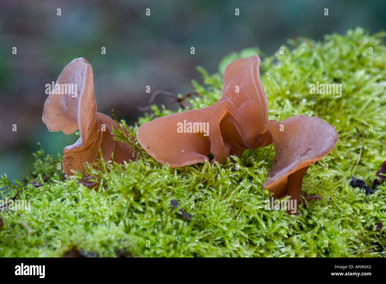 Jews ear Auricularia auricula judae on mossy log with nice out of focus background Ashwell green lane Hertfordshire Stock Photo