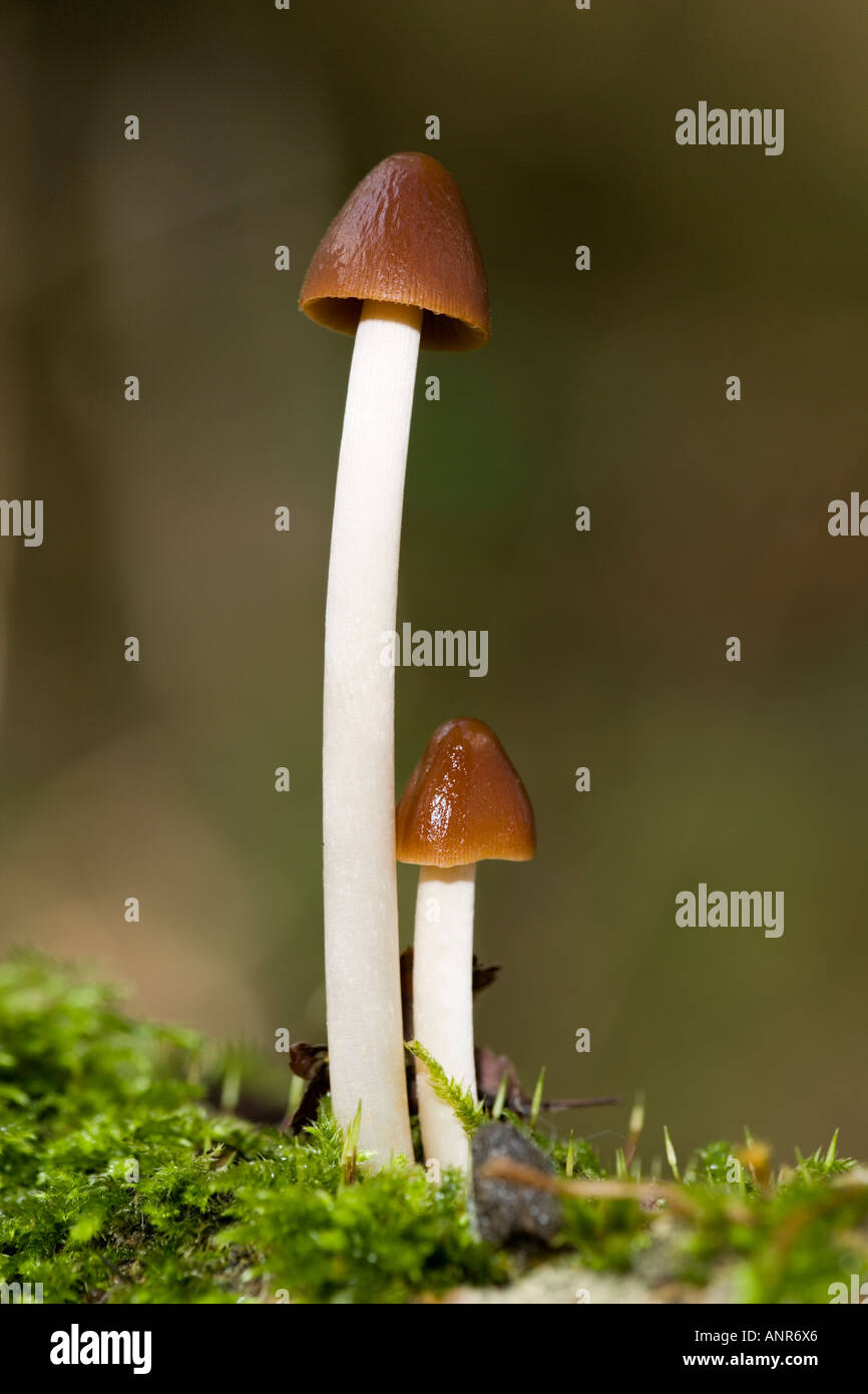 Psathyrella conopilus growing on moss covered log ashwell gree lane bedfordshire with nice out of focus background Stock Photo