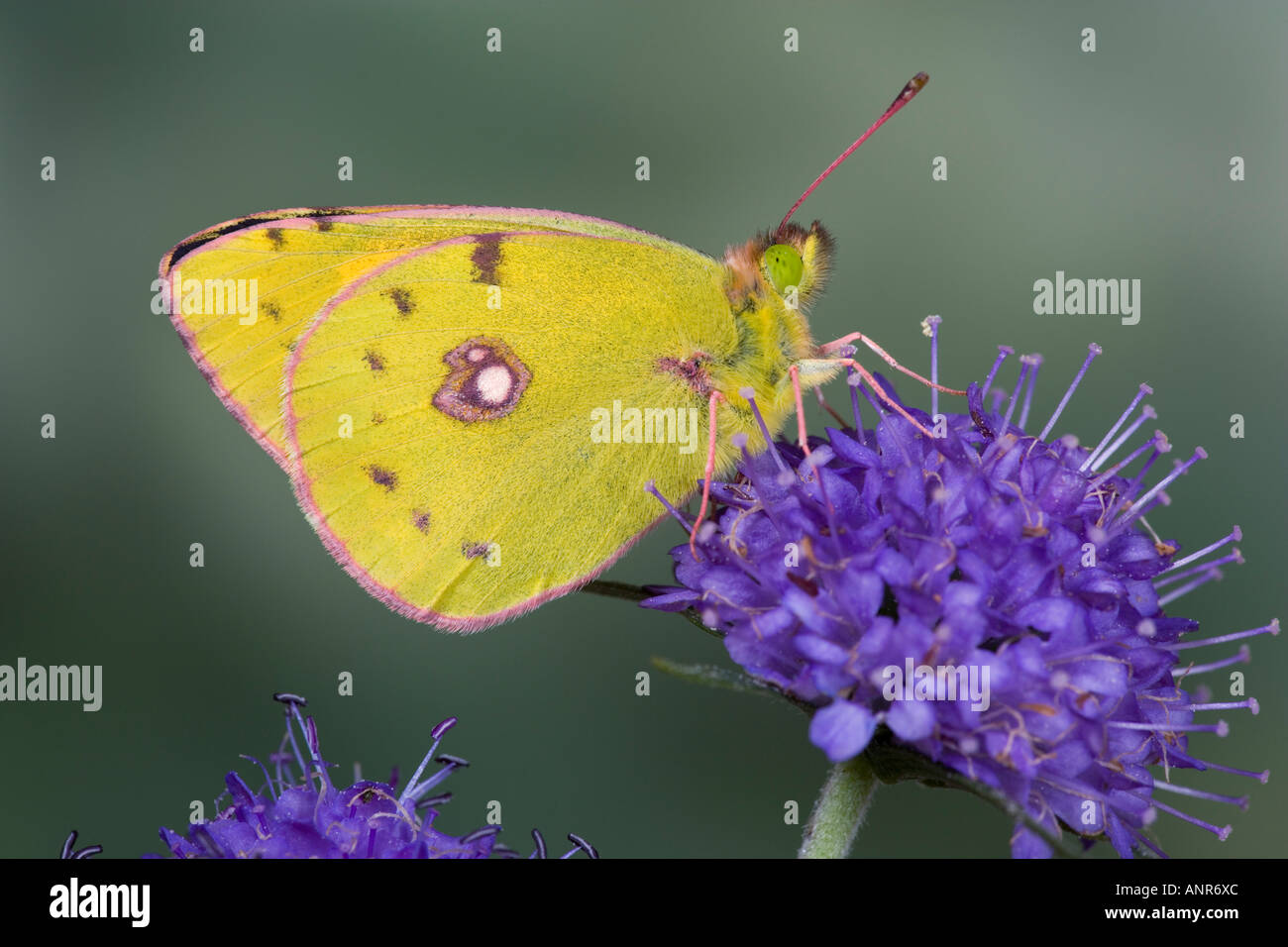 Clouded Yellow Colias croceus on Scabias flower with wings closed showing markings and detail Potton BedfordshireBedfordshire Stock Photo
