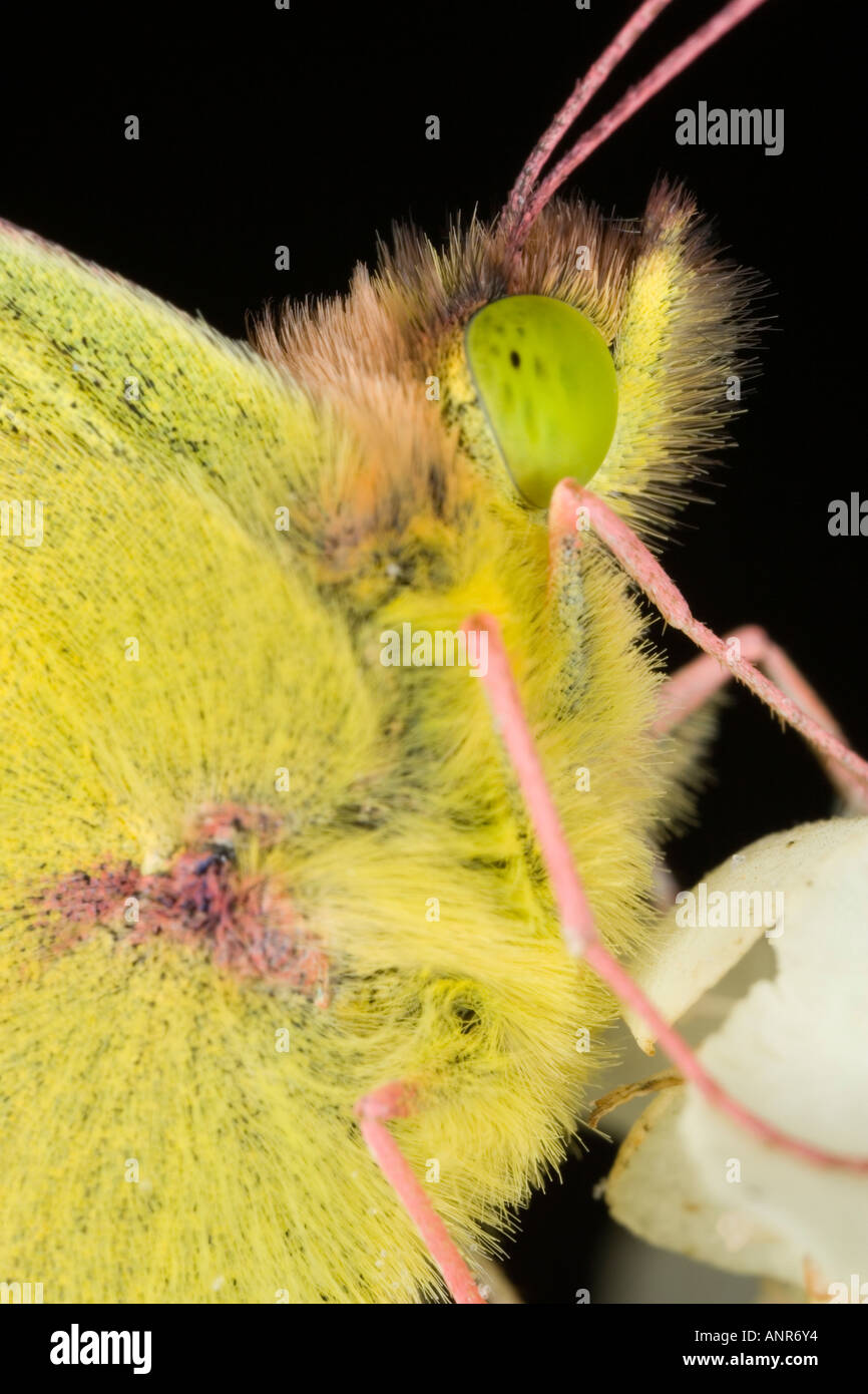 Clouded Yellow Colias croceus close up view of head and eye Potton Bedfordshire Stock Photo