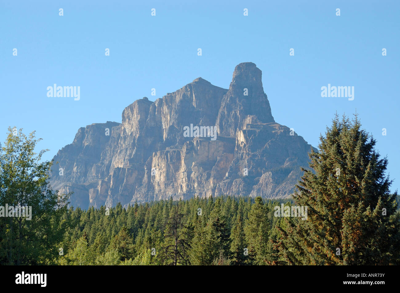 Tree in mountain top hi-res stock photography and images - Alamy