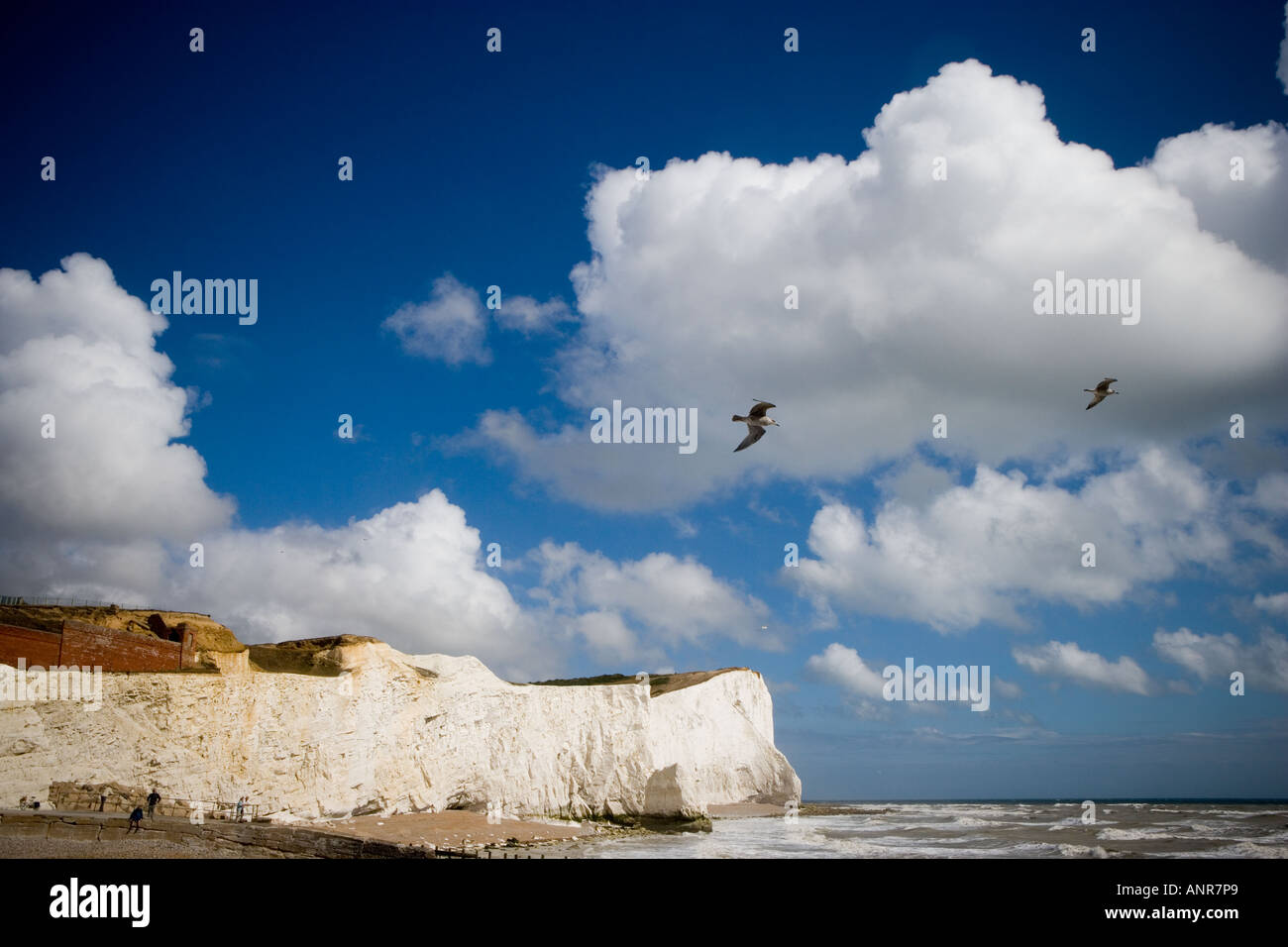 COMMON NAME Chalk cliffs LATIN NAME Stock Photo Alamy