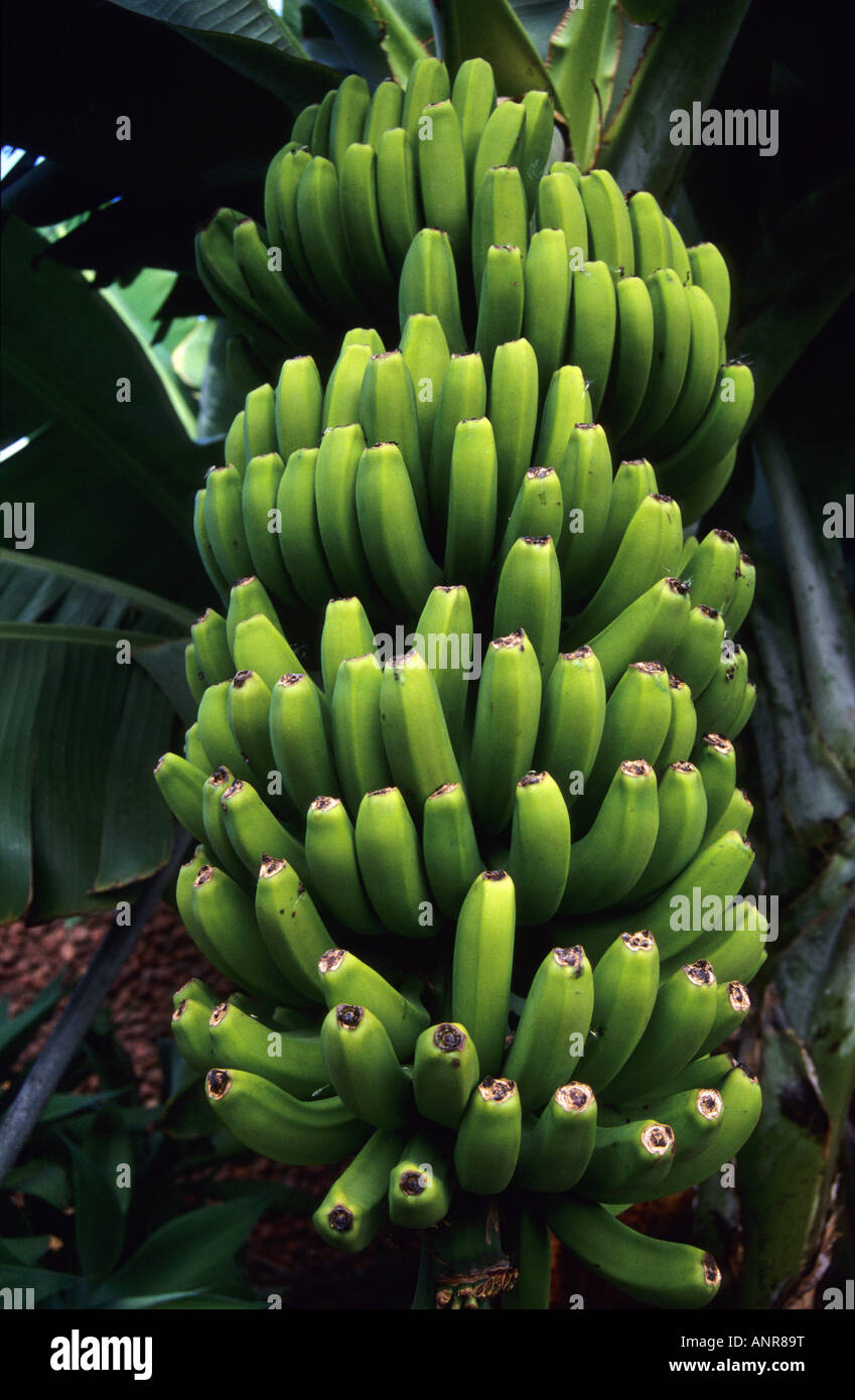 Banana tree plantation TENERIFE ISLAND Canary Islands SPAIN Stock Photo