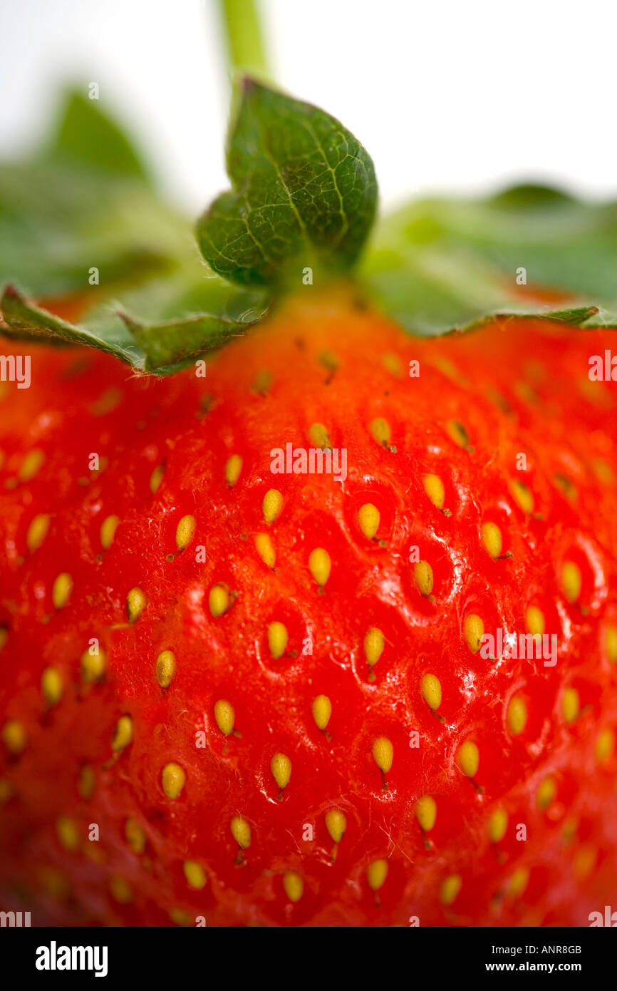COMMON NAME Strawberry LATIN NAME Fragaria Stock Photo - Alamy