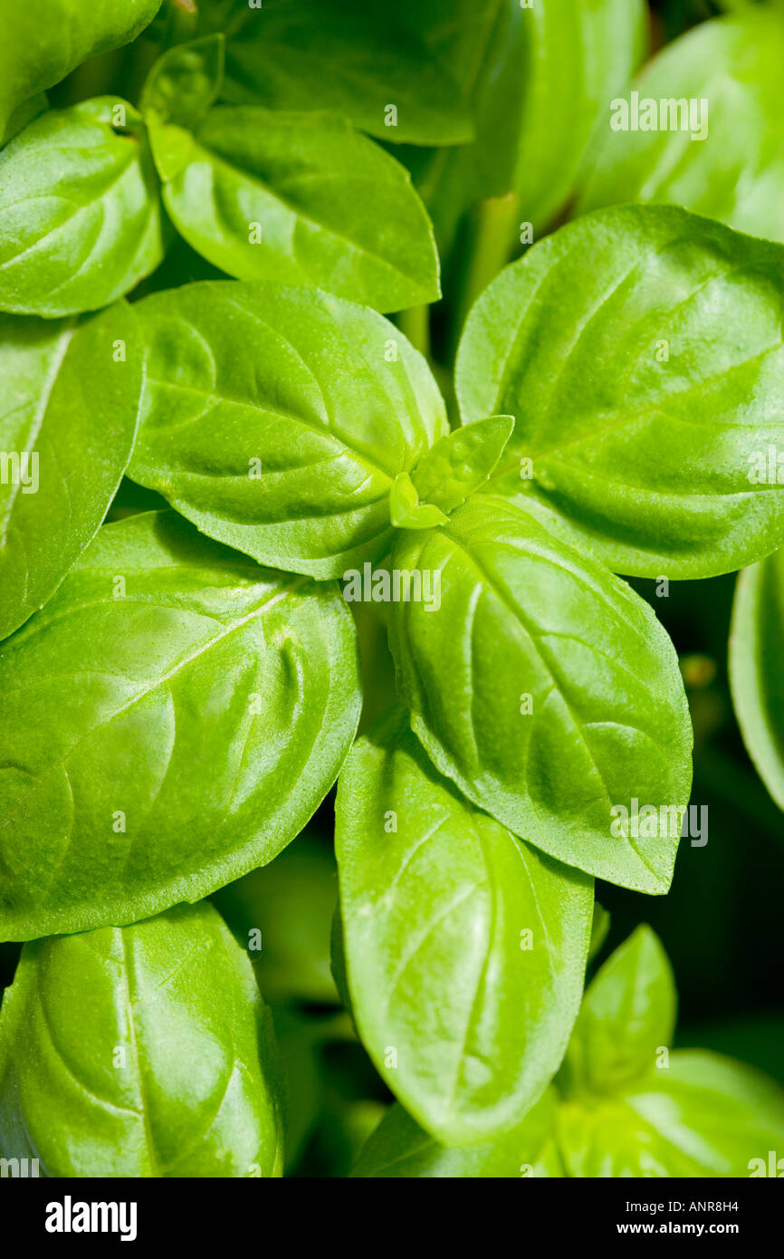 COMMON NAME Basil LATIN NAME Ocimum basilicum Stock Photo Alamy