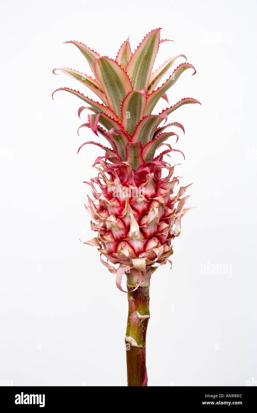 Common name Pineapple Latin name Stock Photo Alamy