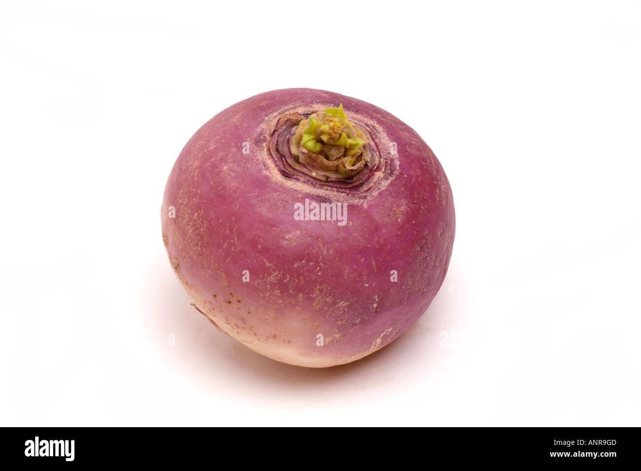 Turnip whole on white background Stock Photo