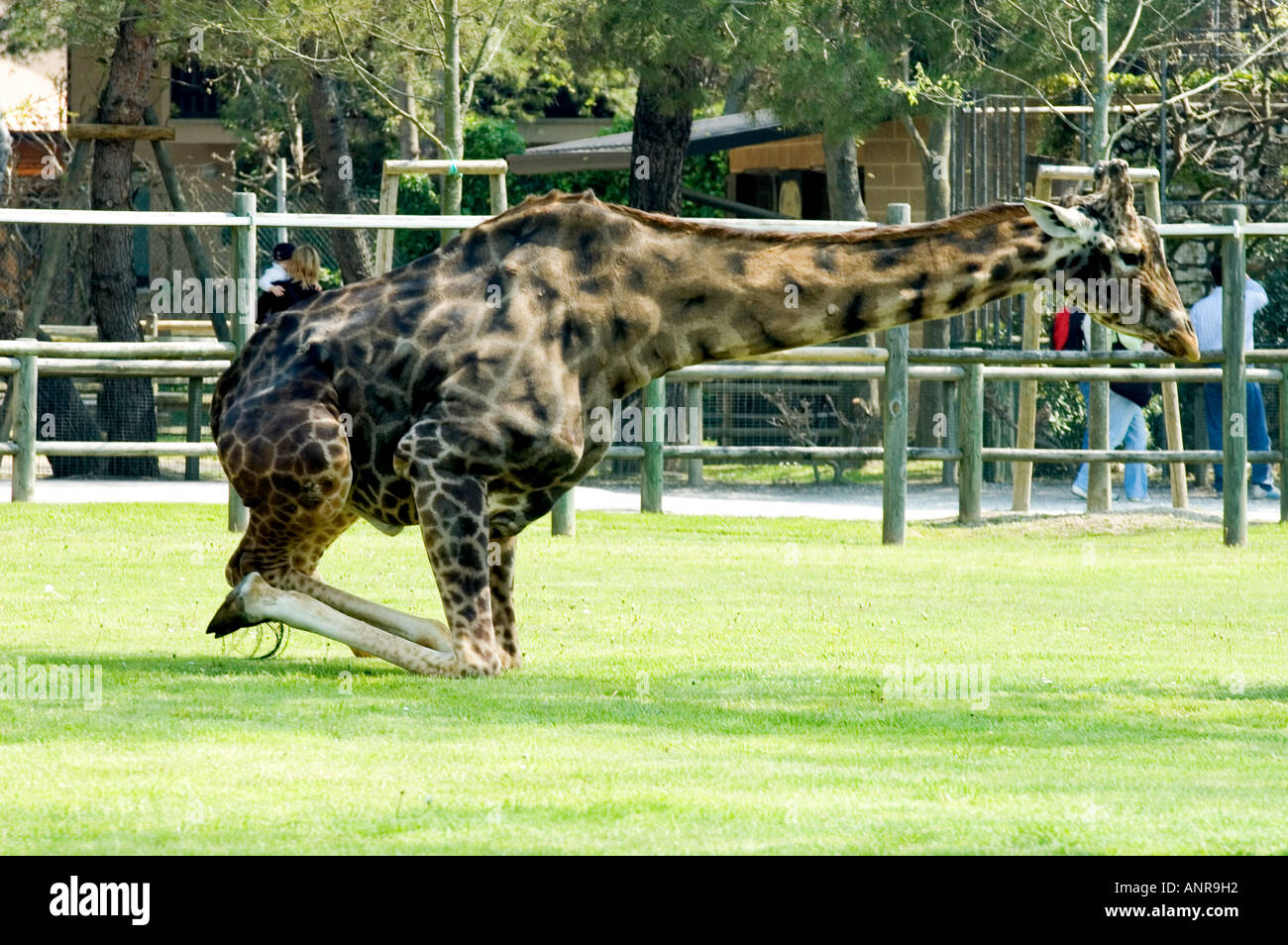 giraffa sit down at zoo punta verde of lignano - udine italy Stock Photo -  Alamy