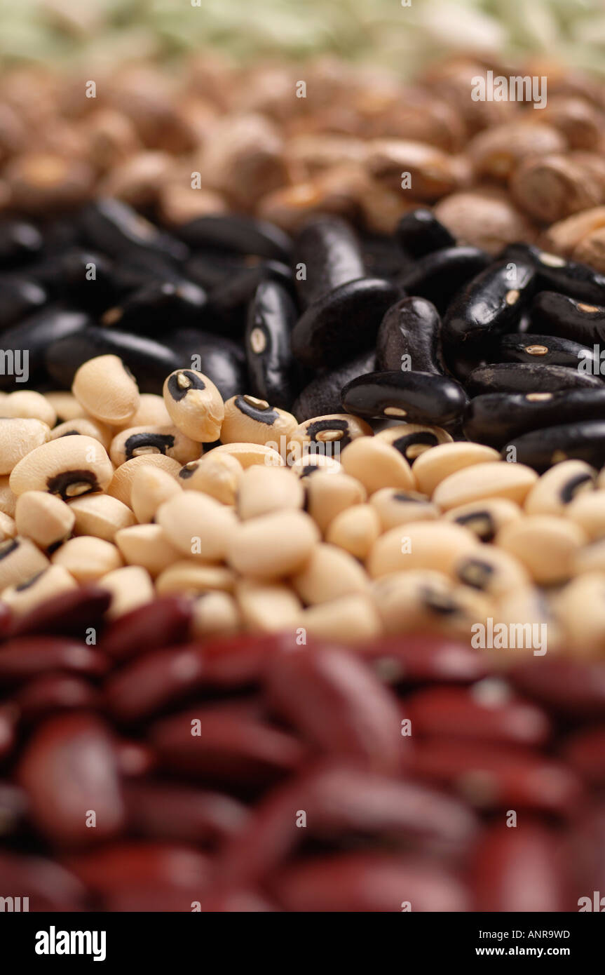 Rows of dried Red Kidney Blackeye Black Pinto and Flageolet Beans Stock Photo