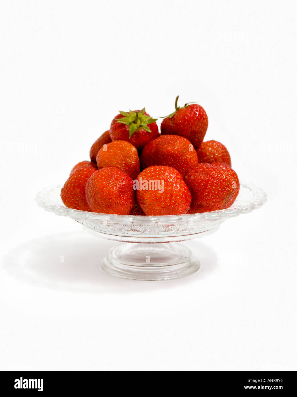 COMMON NAME Strawberries and cream LATIN NAME Fragaria Stock Photo Alamy
