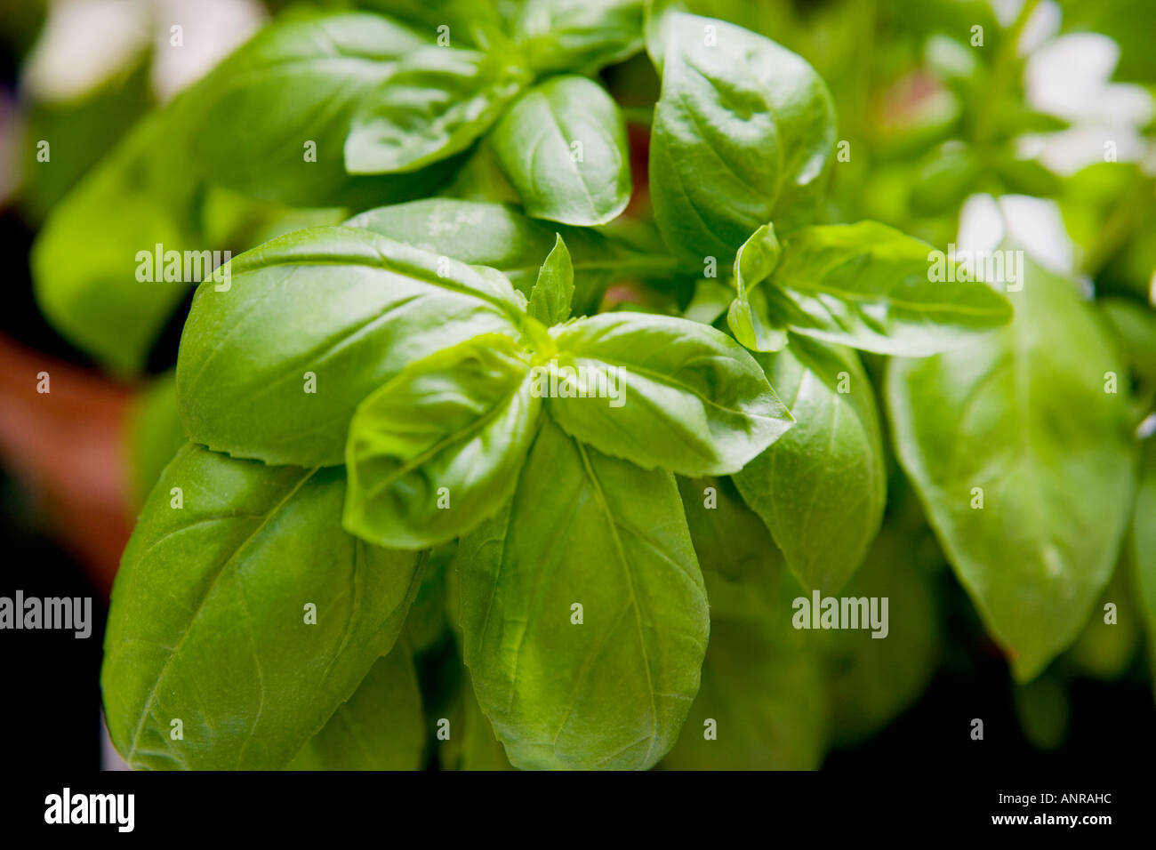COMMON NAME: Basil LATIN NAME: Ocimum basilicum Stock Photo - Alamy
