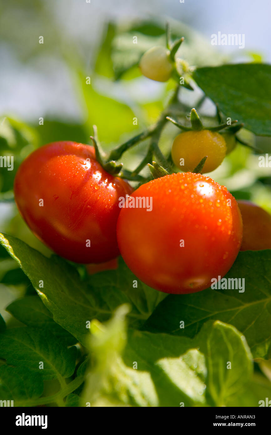 COMMON NAME Tomatoes LATIN NAME Lycopersicon Esculentum Stock Photo