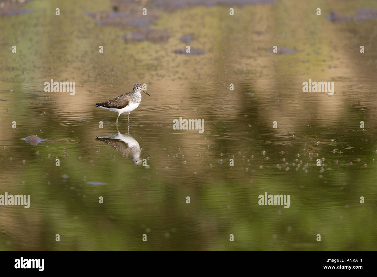 Common Sandpiper standing in water with a reflection in Bulgaria 2 Stock Photo