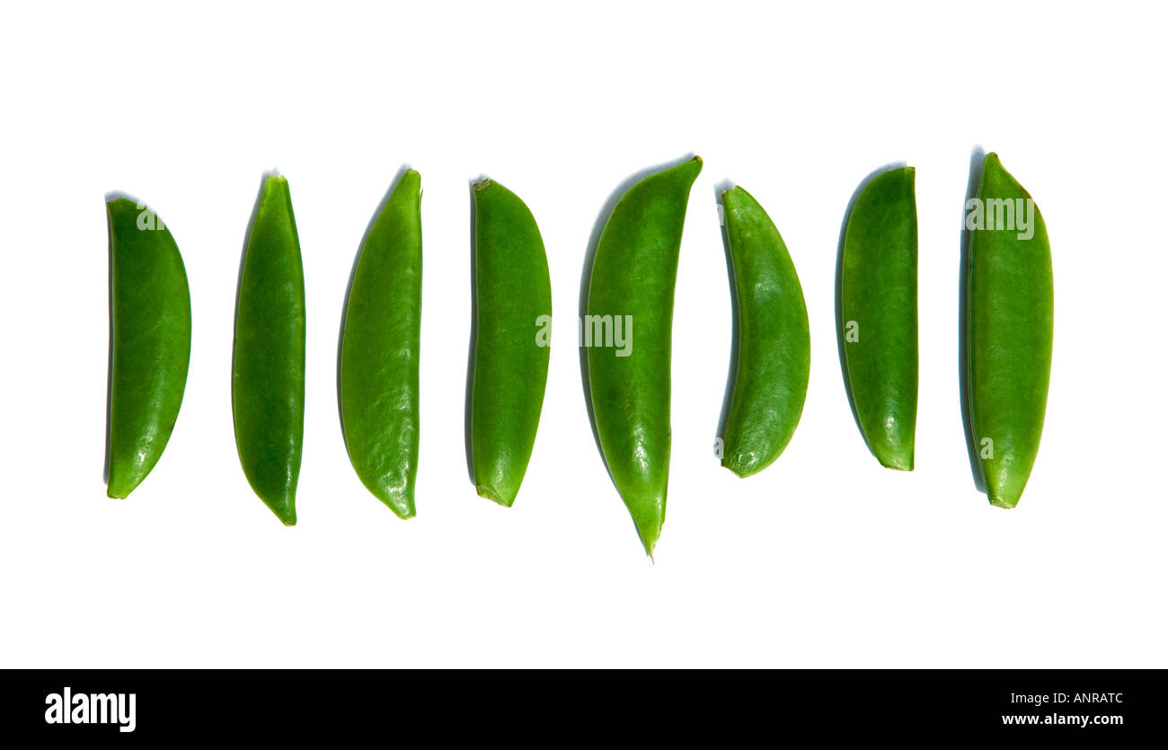 Common name: Mangetout Latin name: Pisum sativum Stock Photo - Alamy