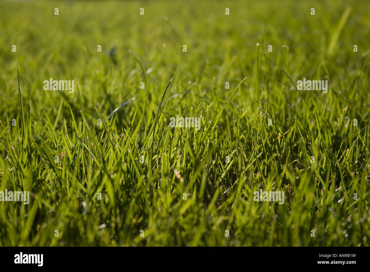 Blades of grass in a lawn Stock Photo Alamy