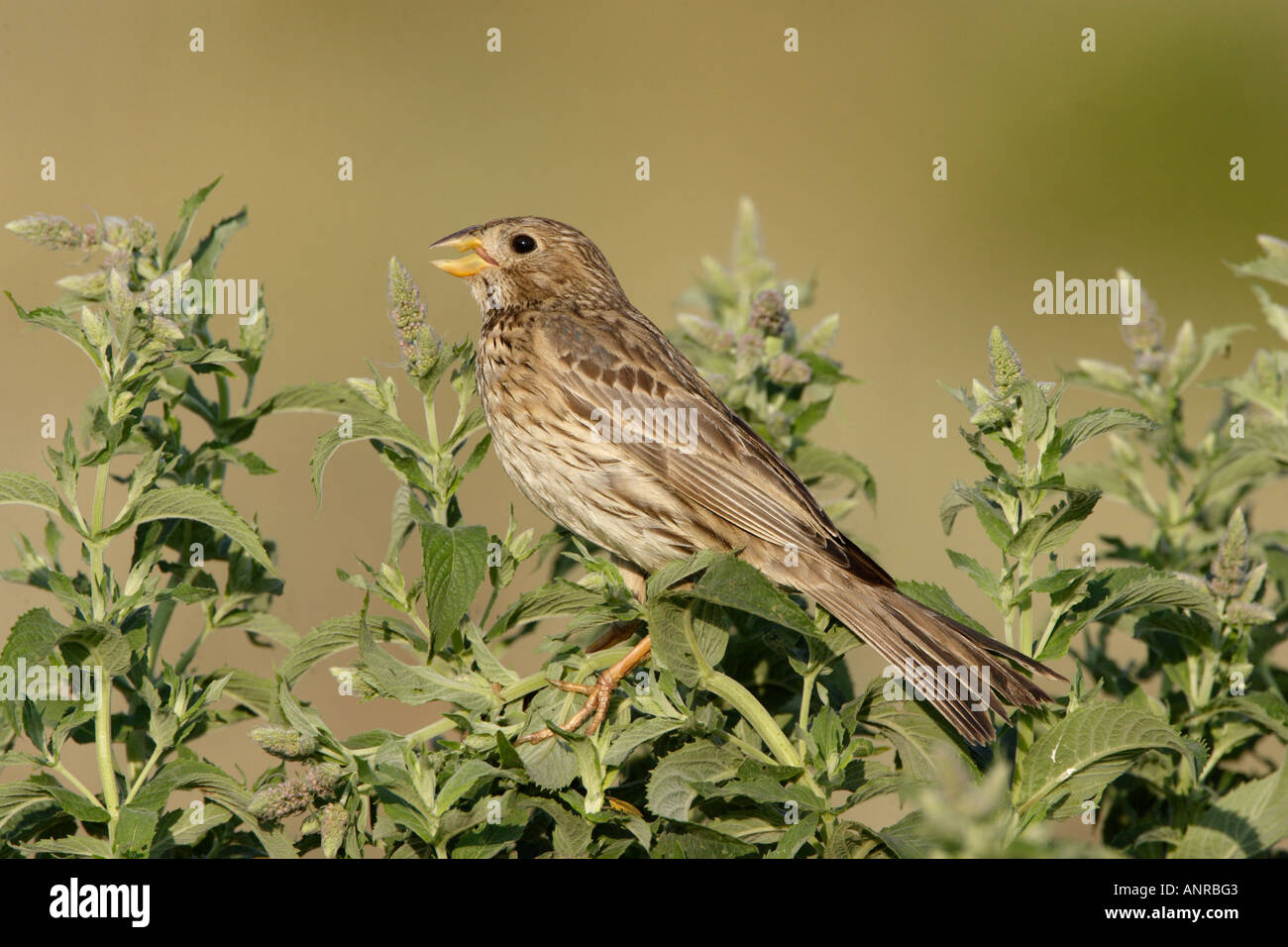 Corn Bunting singing from a perch in Bulgaria Stock Photo