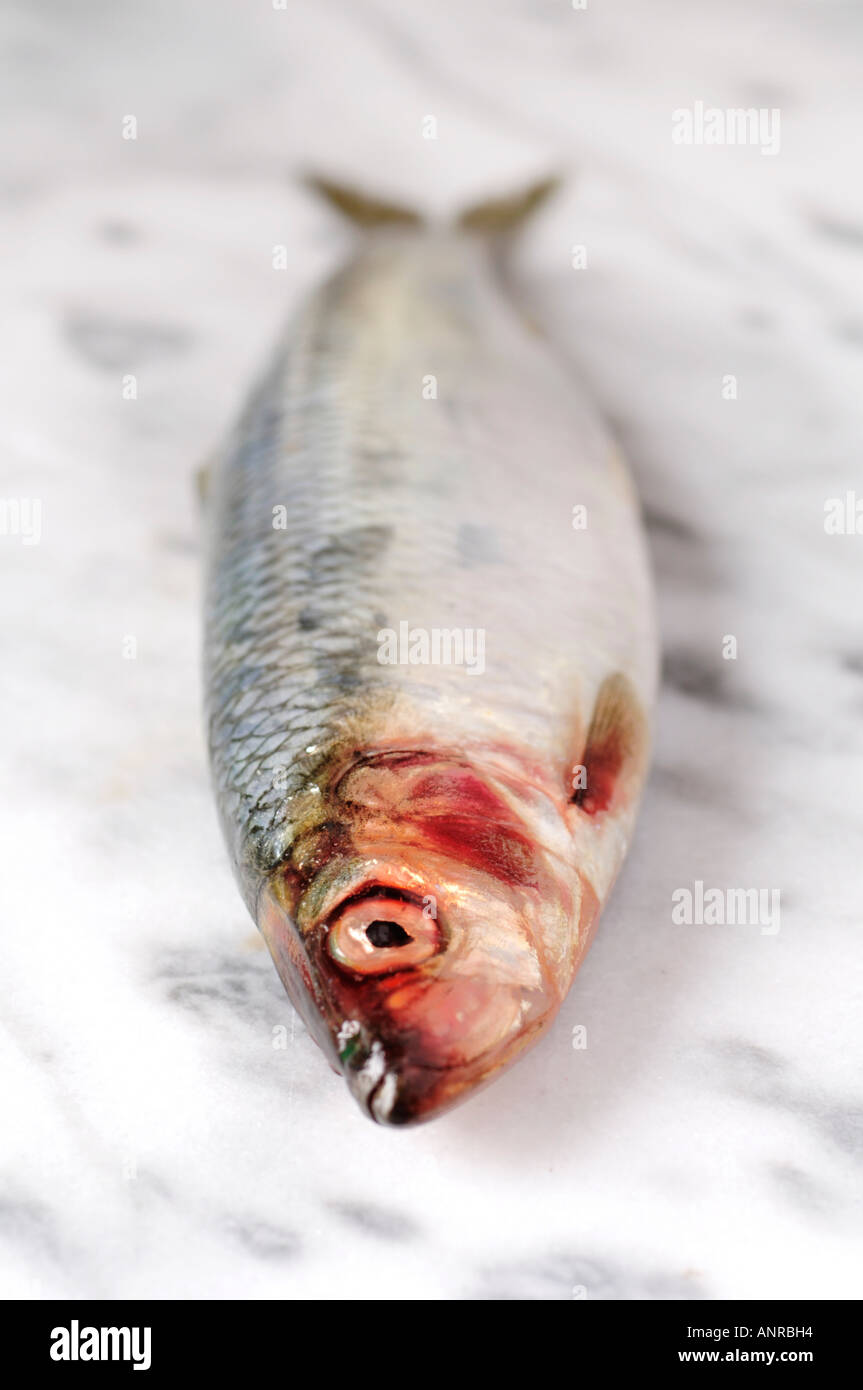 Fish on marble slab hires stock photography and images Alamy