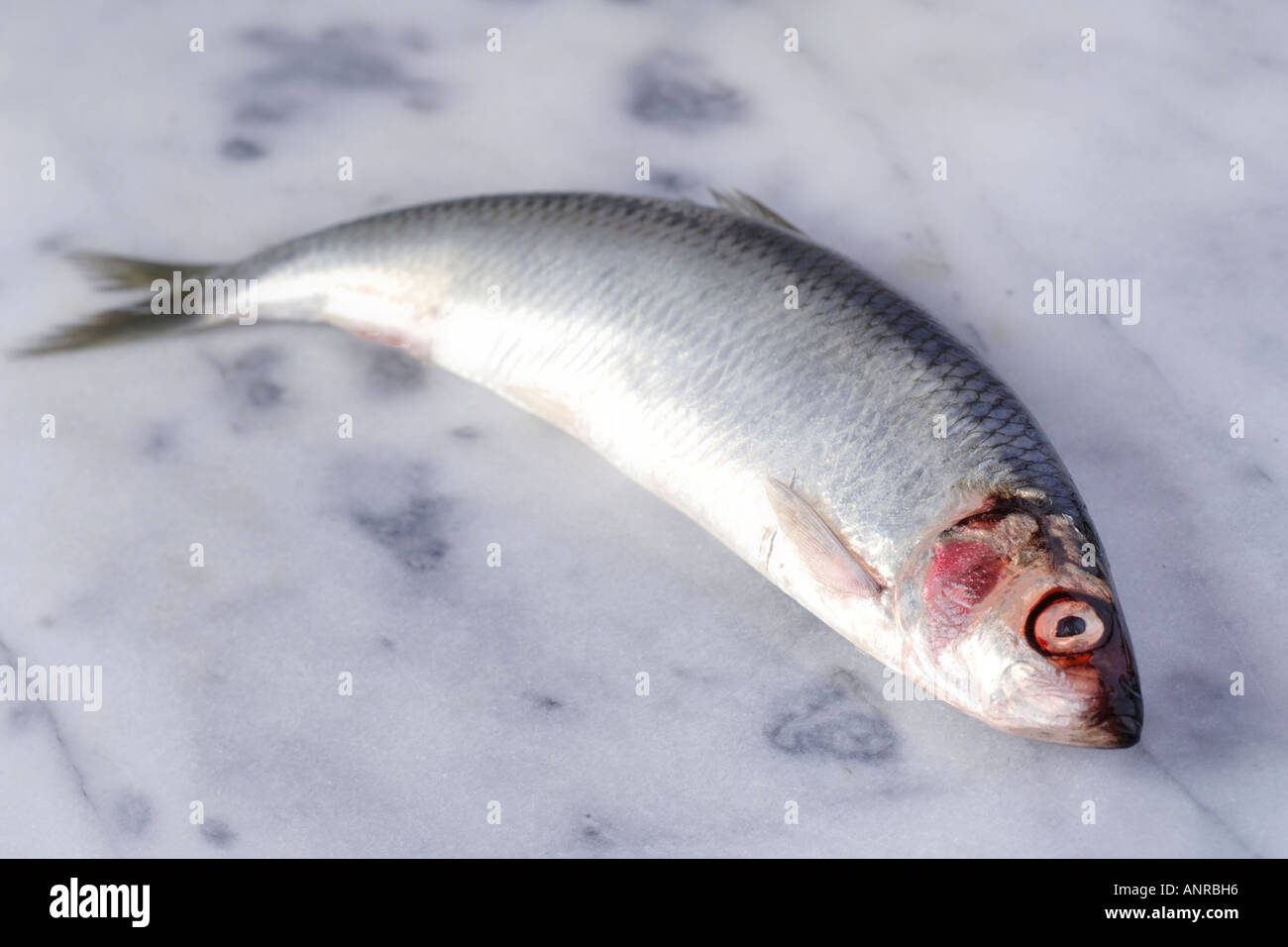 Herring an oily fish on marble slab Stock Photo Alamy